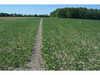 Property photo 2 - 108 +/- Acres Offered in 2 Tracts - Land Auction